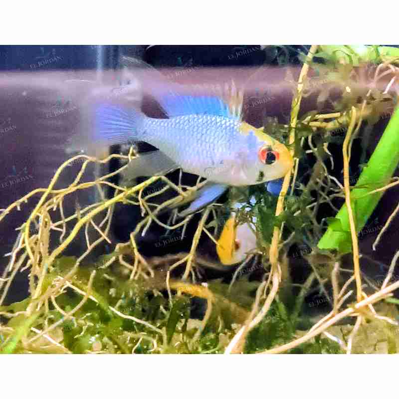 Ramirezi Azul de Velo ((Mikrogeophagus ramirezi)