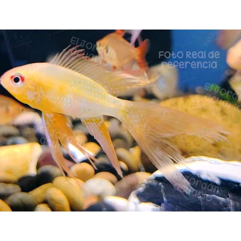 Ramirezi Albino de Velo ((Mikrogeophagus ramirezi)