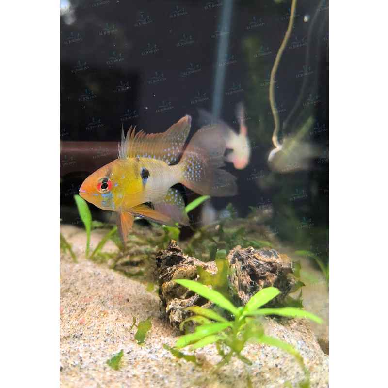 Ramirezi de Velo (Mikrogeophagus ramirezi)