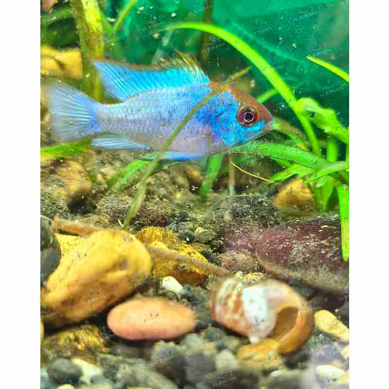 Ramirezi Azul Eléctrico (Mikrogeophagus ramirezi)