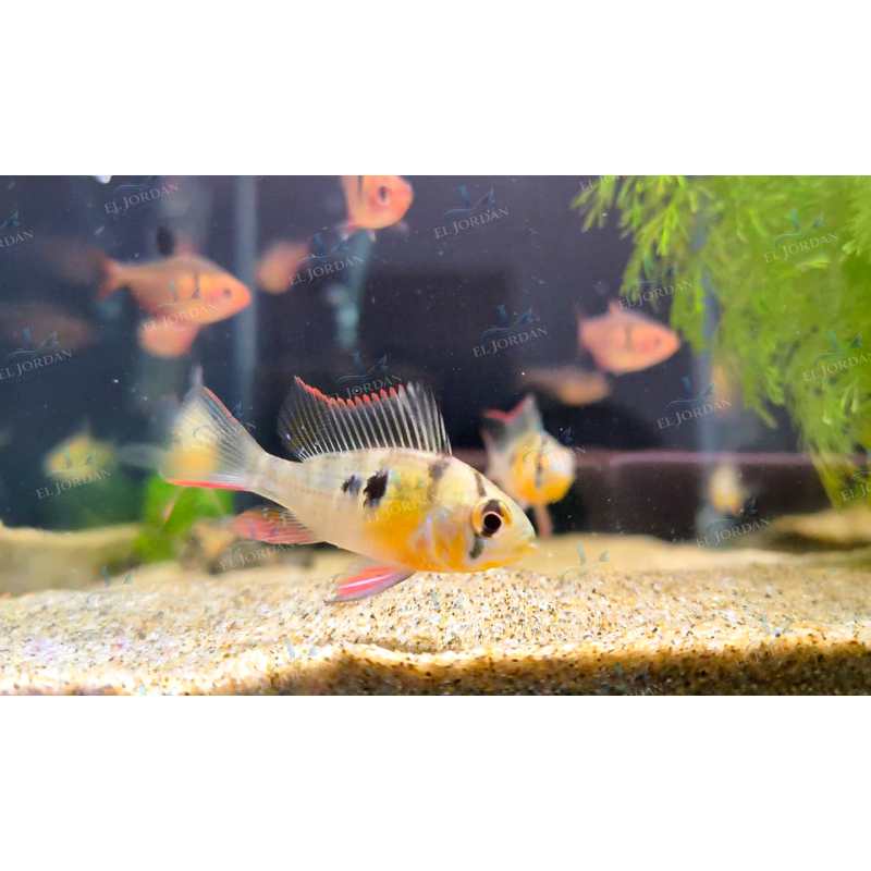 Ramirezi Papiliochromis Boliviano (Papiliochromis altispinosus)