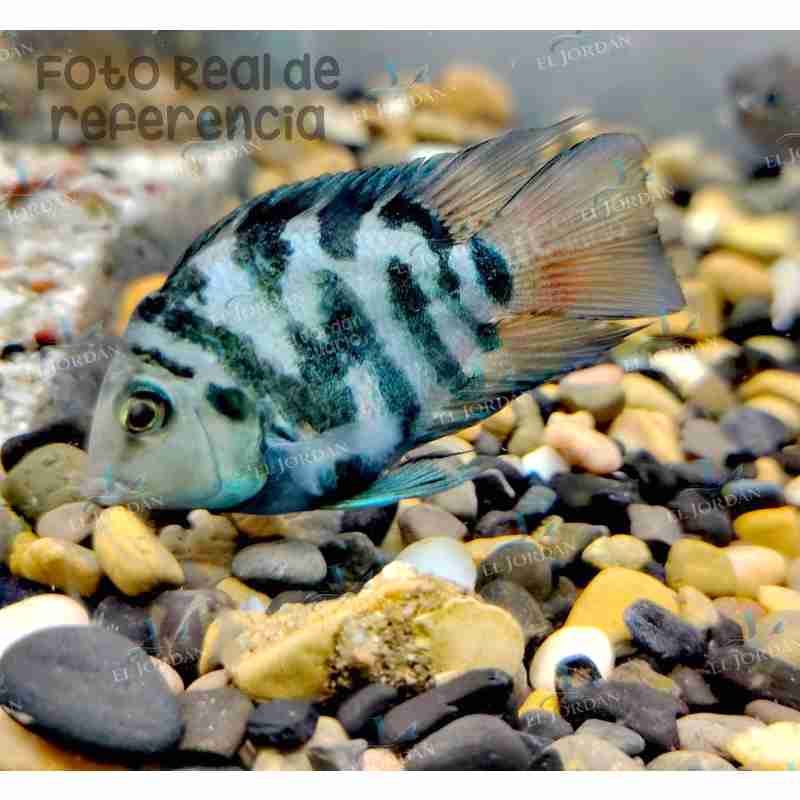 Parrot Polar Blue Pequeño (Cichlasoma sp. var.)