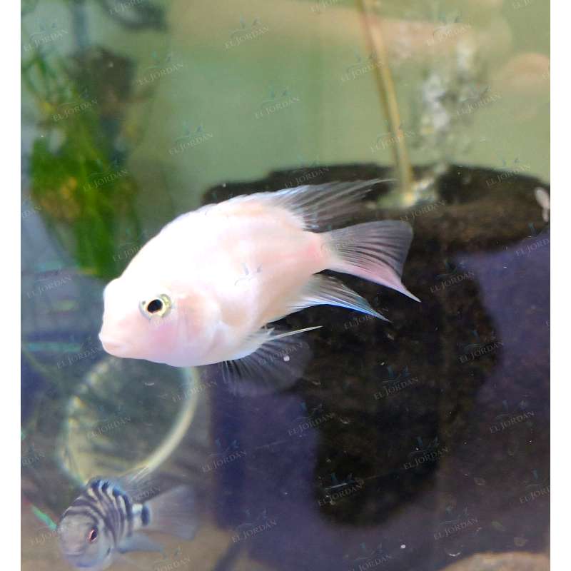 Parrot Polar White Albino (Cichlasoma sp. var. white)