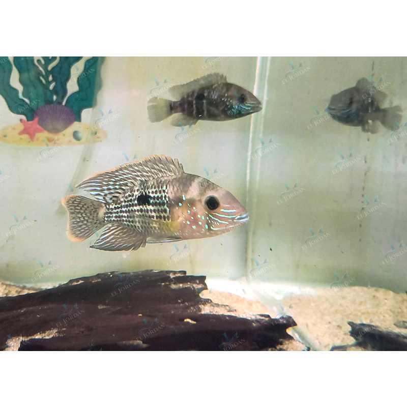 Cíclido Terror Verde (Andinoacara rivulatus)
