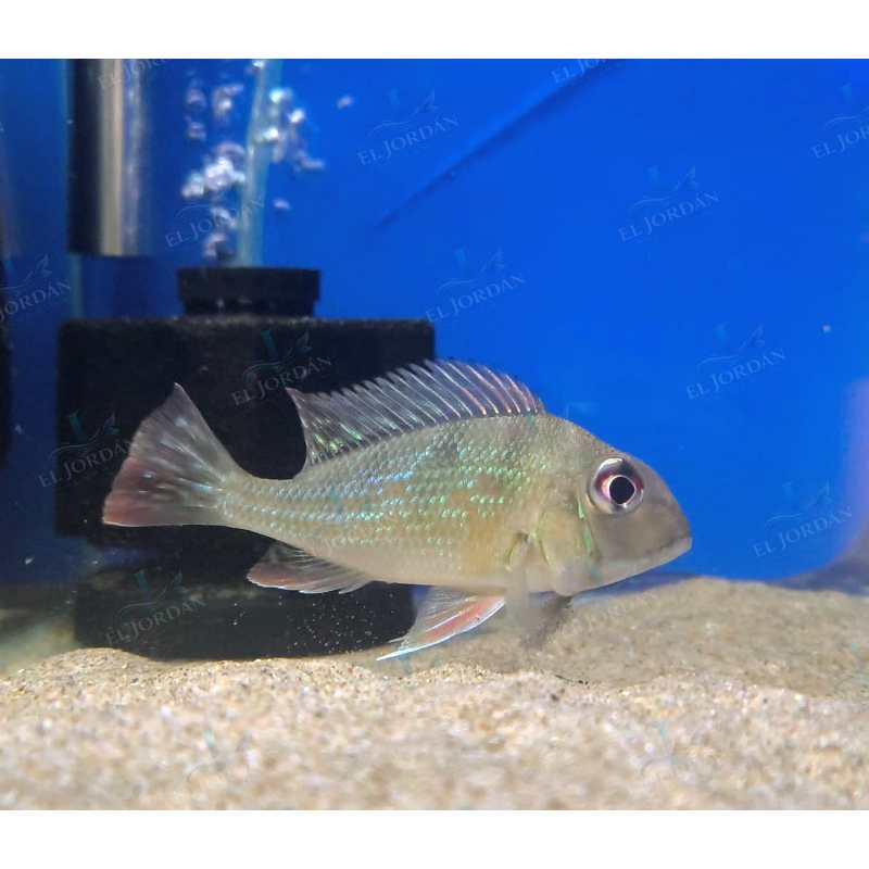 Juan Viejo Cola Rayada (Geophagus winemilleri)