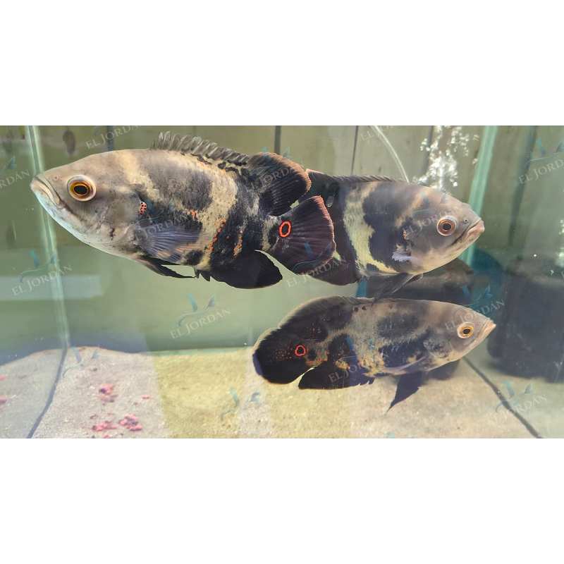 Cíclido Óscar Tigre Mediano (Astronotus ocellatus)