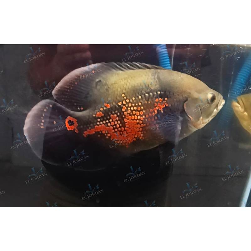 Cíclido Óscar Cobre Grande / Bronce (Astronotus ocellatus var.)
