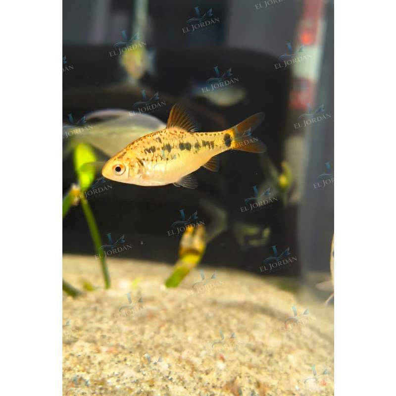 Barbo Oro (Barbodes semifasciolatus)