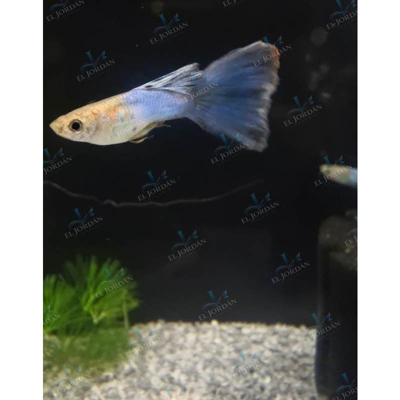 Guppy Blue Macho (Poecilia reticulata)