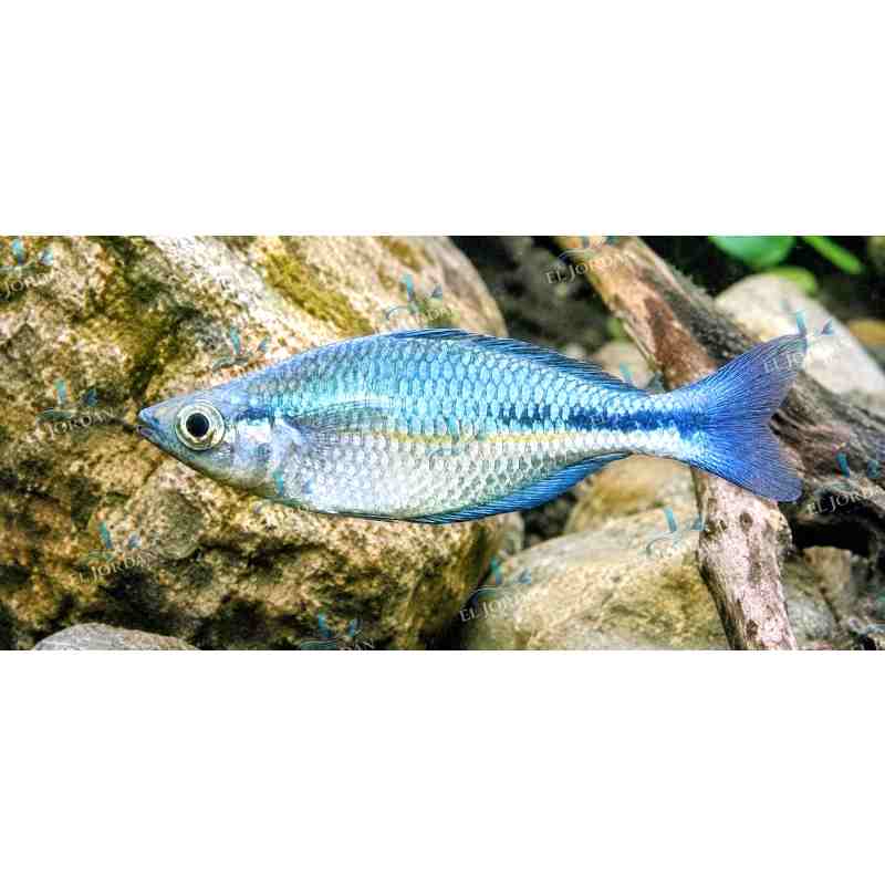 Melanotaenia lacustris | Arcoíris Azul 