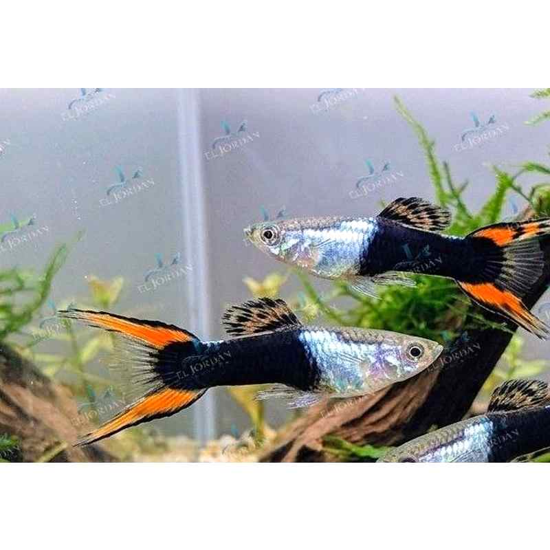 Guppy Endler Silverado x Black Flame Macho | Poecilia wingei