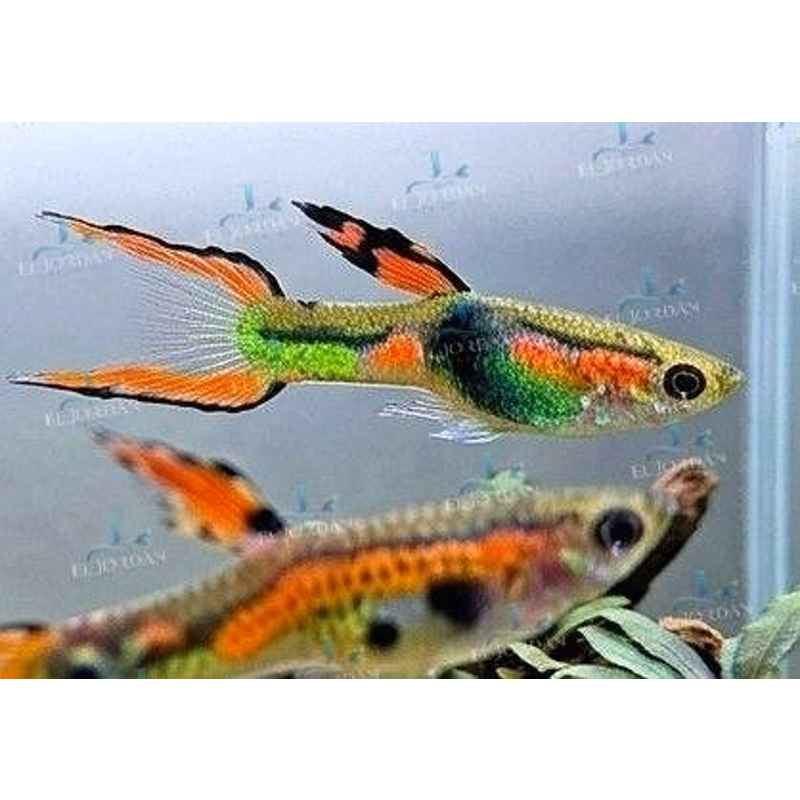 Guppy Endler Macho | Poecilia wingei