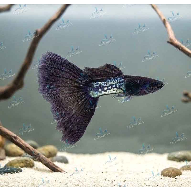 Guppy Black Metal Macho | Poecilia reticulata)