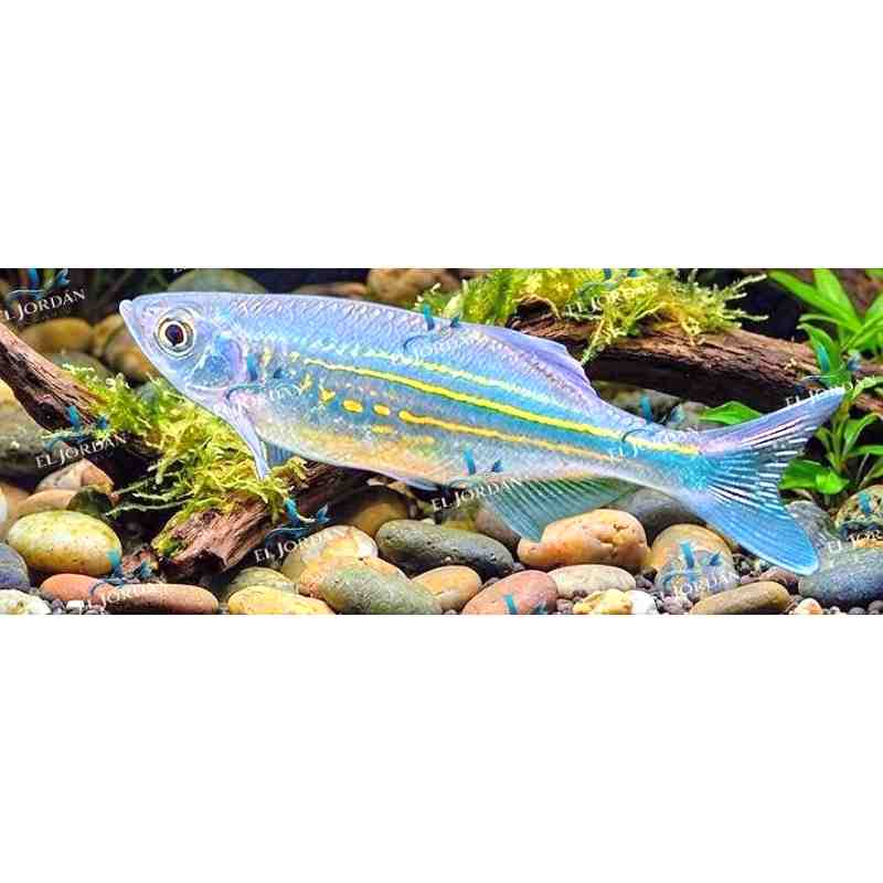 Danio Gigante | Devario Malabaricus