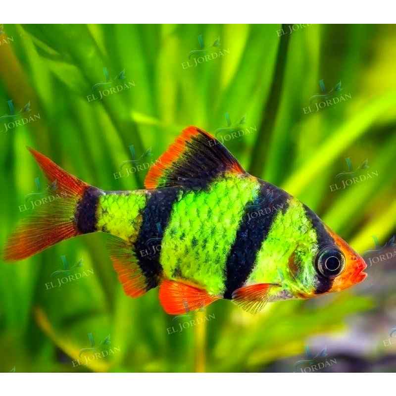 Barbo Tigre Verde | Puntigrus tetrazona