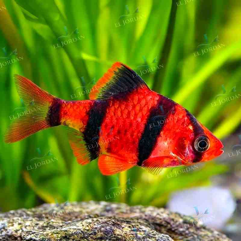 Barbo Tigre Rojo | Puntigrus tetrazona