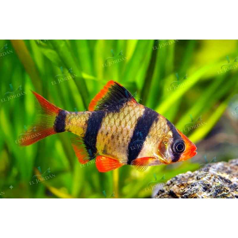 Barbo Tigre | Puntigrus tetrazona