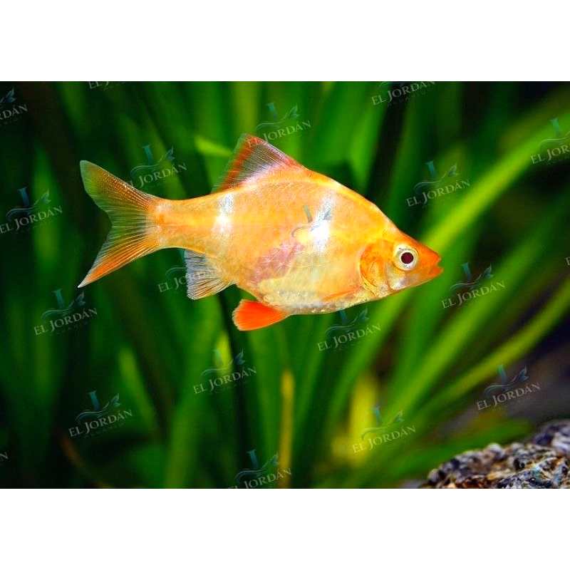 Barbo Tigre Albino | Puntigrus tetrazona