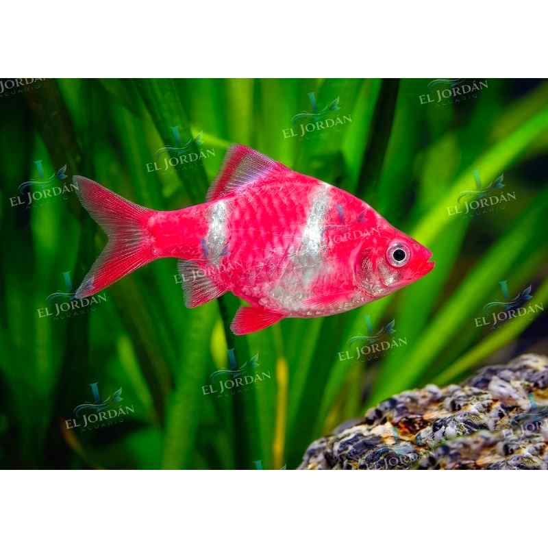 Barbo Tigre Fucsia | Puntigrus tetrazona
