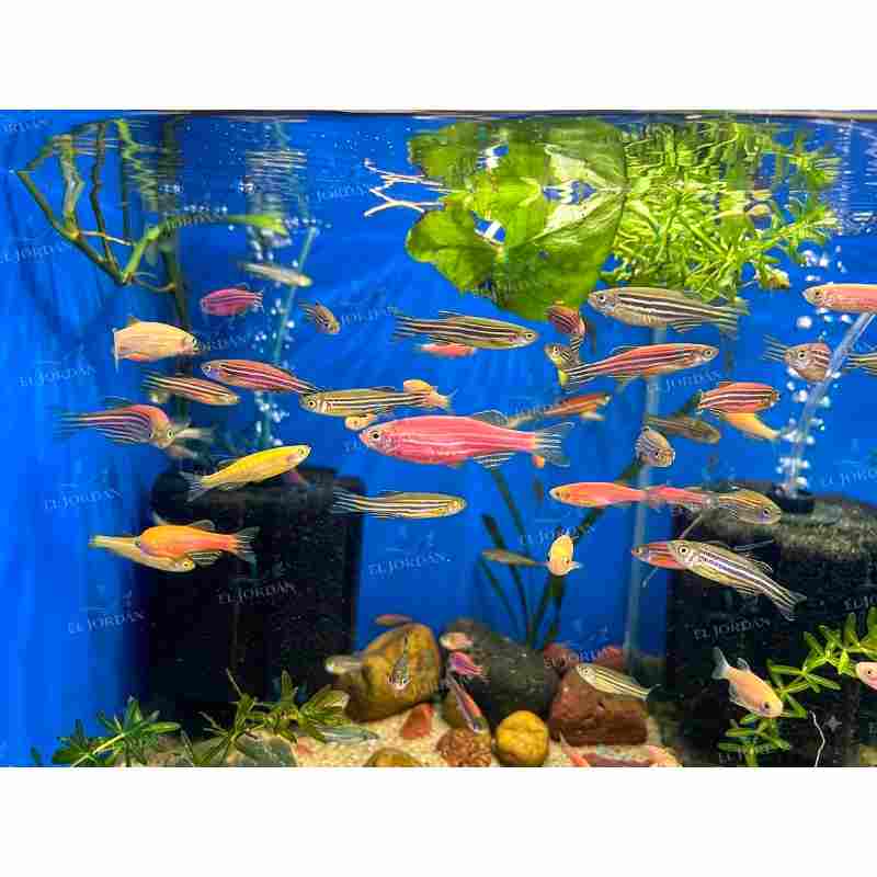 Cebra | Danio Rerio Surtido
