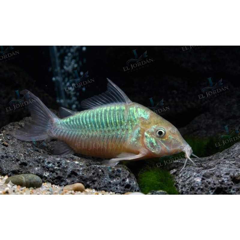 Corydora Brochis Splendens