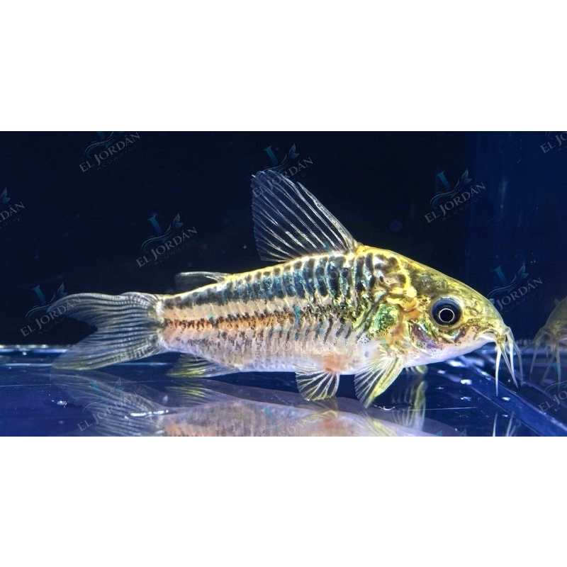 Corydora Elegans