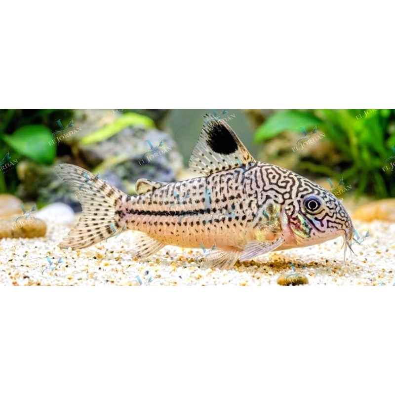 Corydora Leopardo (Corydoras trilineatus)