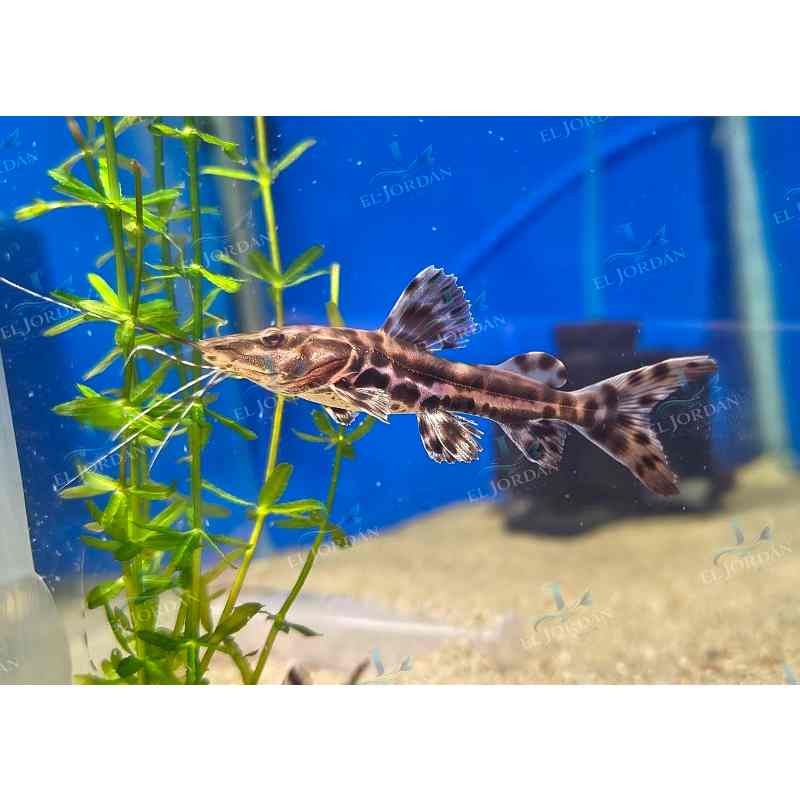 Bagre Yaque | Leiarius marmoratus