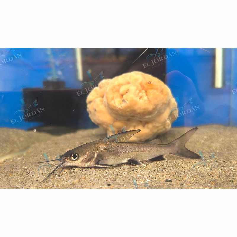Tiburón Colombiano Mediano | Ariopsis seemanni