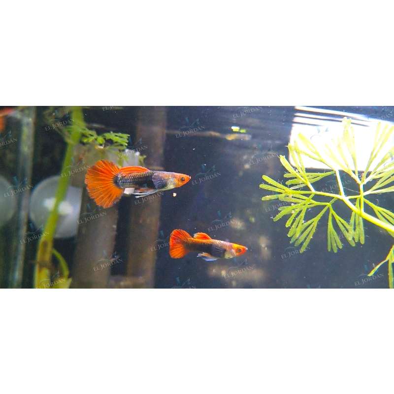 Guppy Tuxedo KOI Macho | Poecilia reticulata