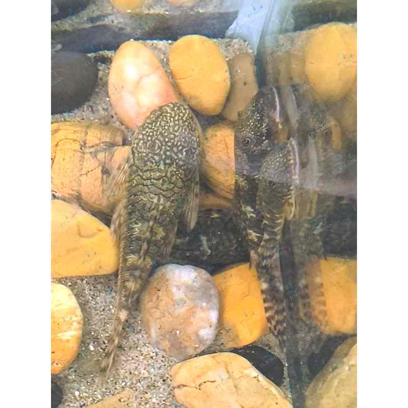 Cucha Bulldog Leopardo | Chaetostoma Sp. | Come algas