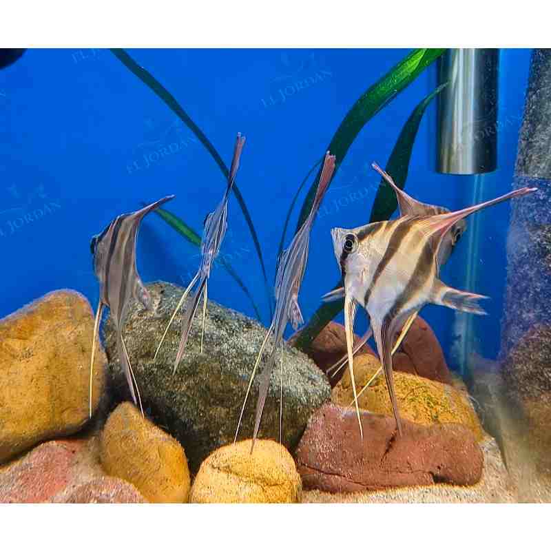 Escalar Altum Pequeño | Pterophyllum altum