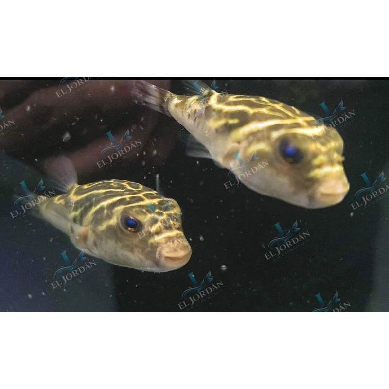 Globo Tamborero Diana | Sphoeroides annulatus