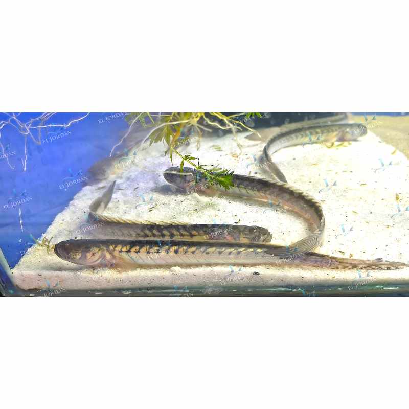 Gobio Dragón Mediano | Gobioides peruanus