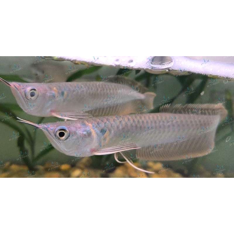Arowana Plateada | Osteoglossum bicirrhosum