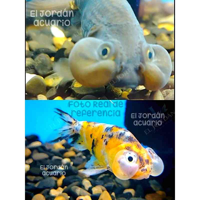 Ojos de Burbuja Bailarina| Carassius auratus