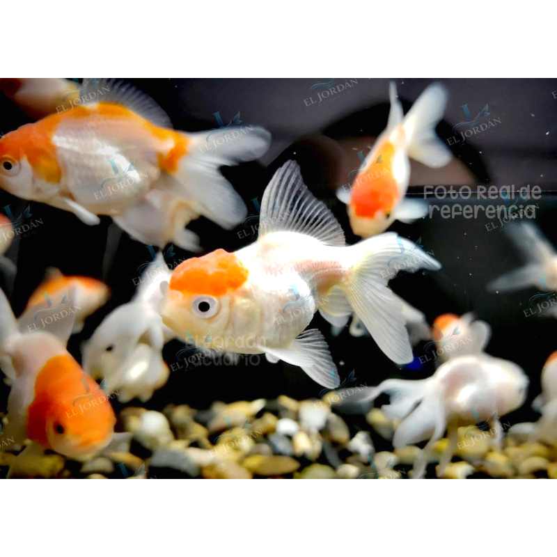 Oranda Red Cap Bailarina Pequeña | Carassius auratus