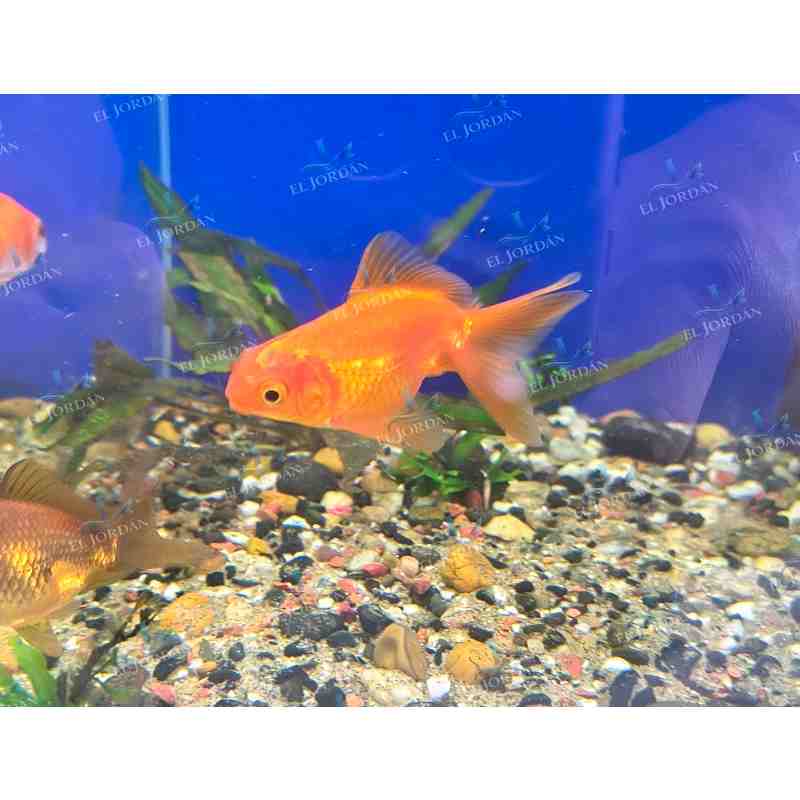 Bailarina Común Mediana | Carassius auratus