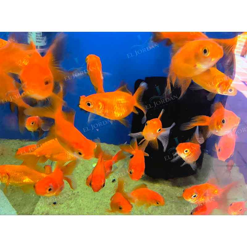 Bailarina Común Pequeña | Carassius auratus