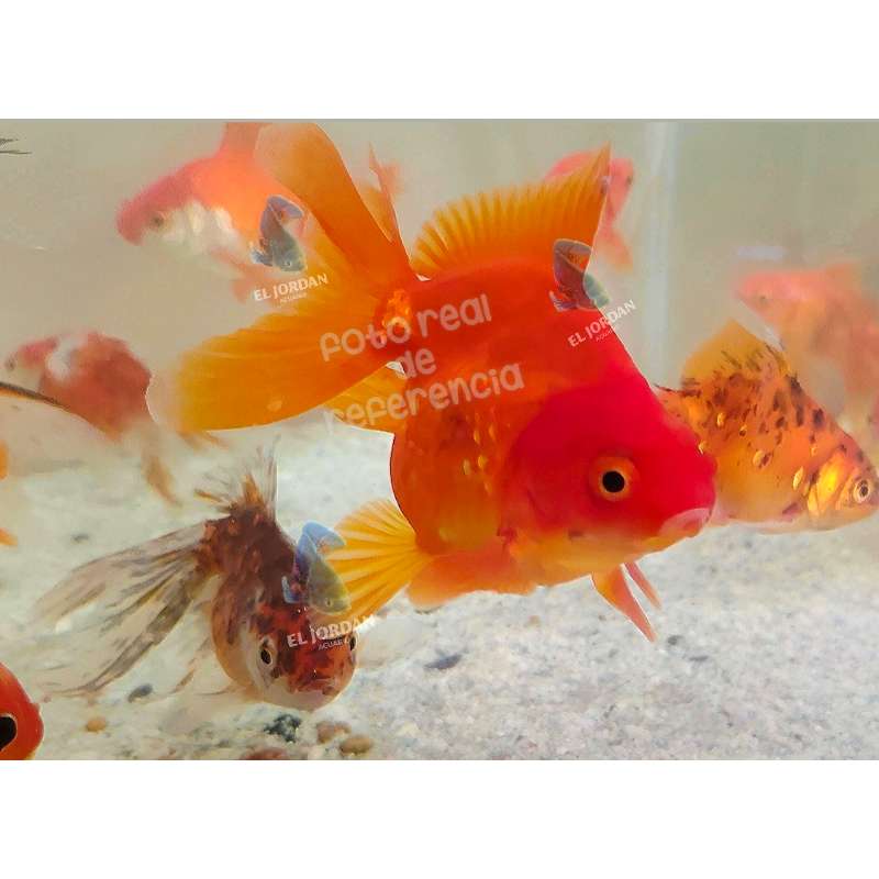 Ryukin Bailarina Mediana | Carassius auratus