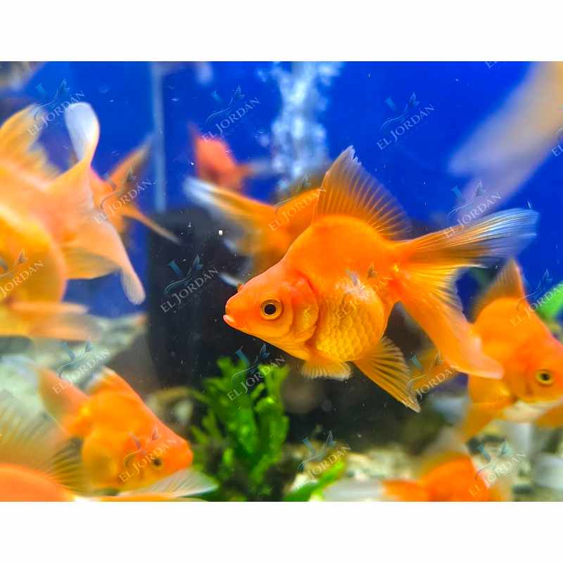 Ryukin Bailarina Pequeña | Carassius auratus