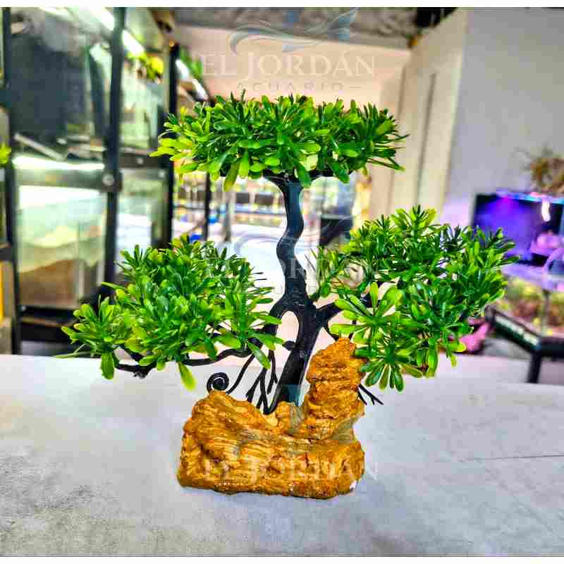 MW-SC944 Bonsai Ancestral 