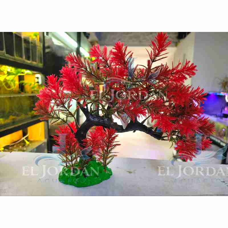 0270 Bonsai Pino Rojo