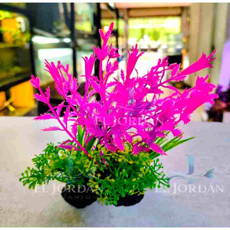 0276 Planta Baja Fucsia 