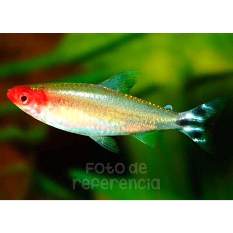Tetra Borrachito x 12 (Hemigrammus rhodostomus)