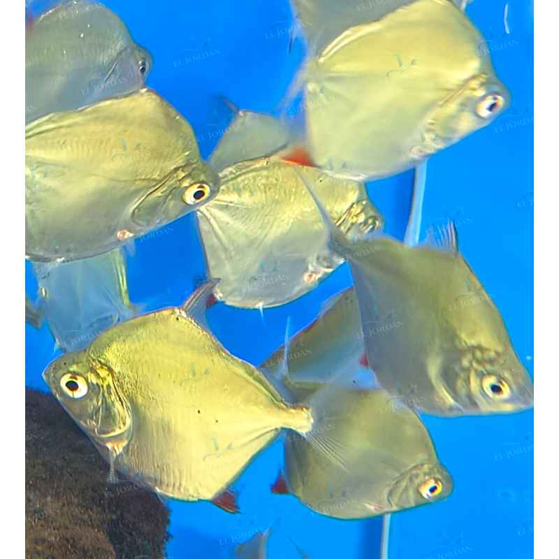 Tetra Moneda Mediana | Metynnis argenteus