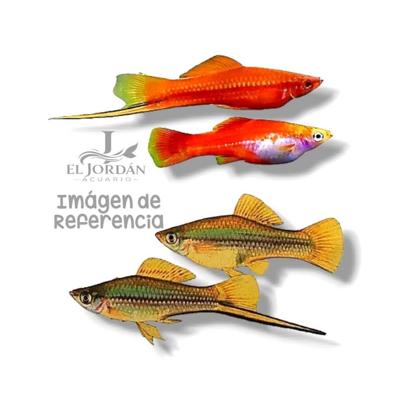 Cola de Espada MD | Xiphophorus hellerii