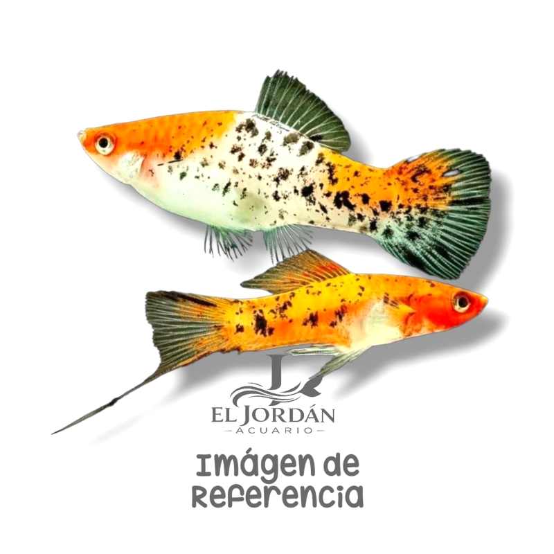 Cola de Espada Koi | Xiphophorus hellerii var. Koi