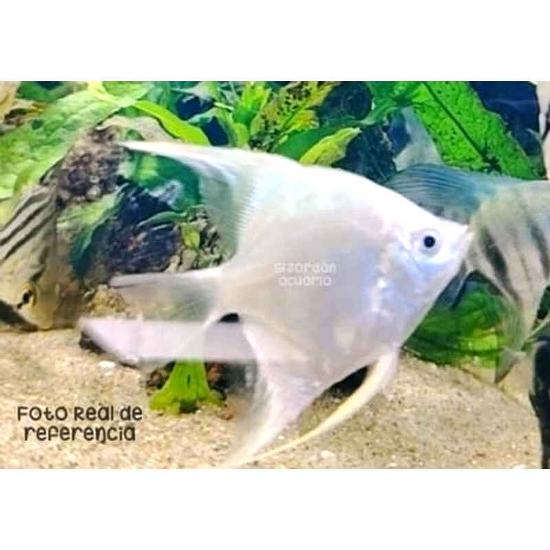 Escalar Platino | Pterophyllun scalare