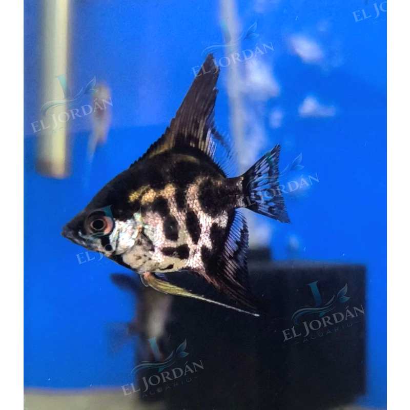 Escalar Leopardo | Pterophyllun scalare